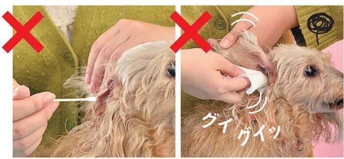 犬の耳掃除NG項目