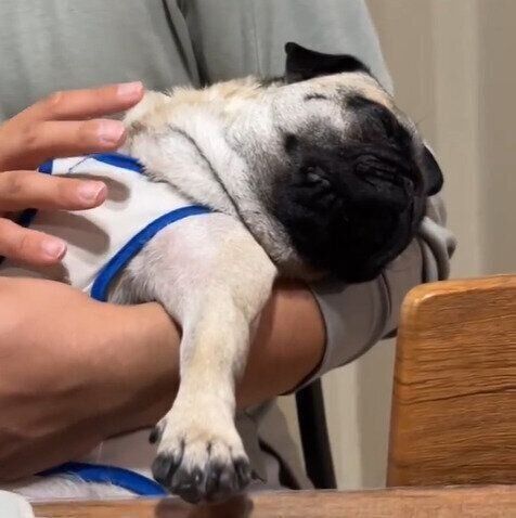 パパさんの腕で眠るぷくまるくん