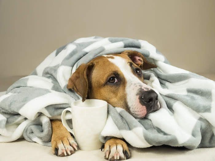毛布にくるまる犬