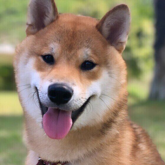 柴