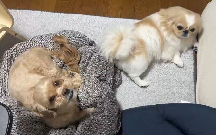 飼い主さんが投稿した動画のひとコマ　リラックスした様子の愛犬たち