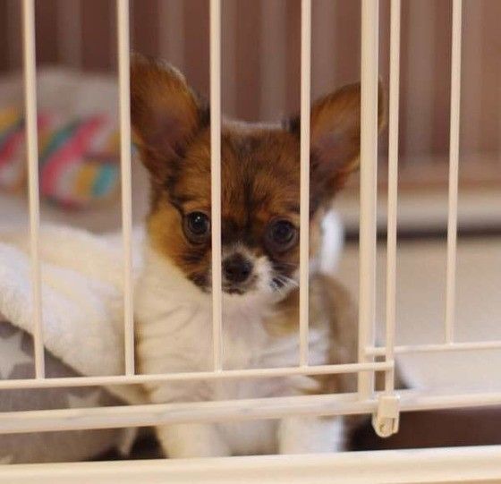 見つめる犬