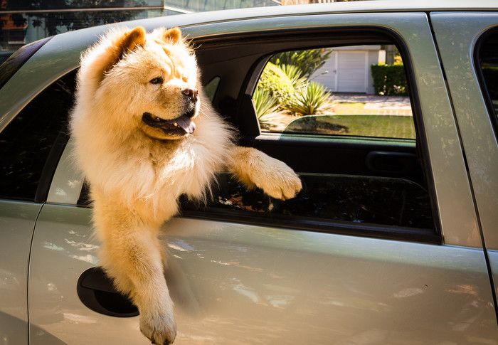 車から顔を出す犬