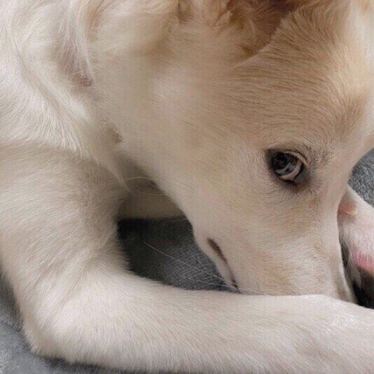 横目で見る犬(MIX、メス)