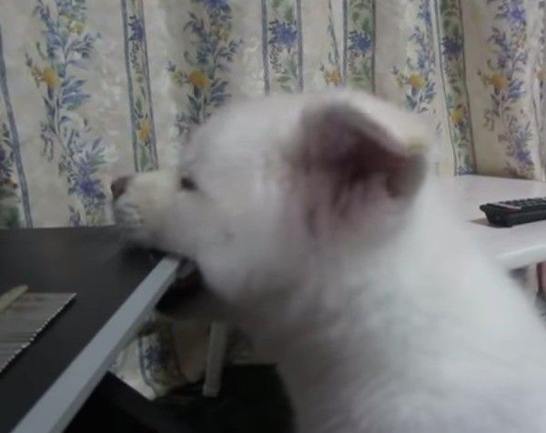 秋田犬
