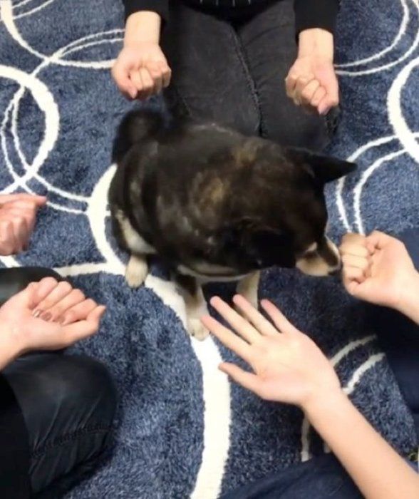 ゲームをする豆柴