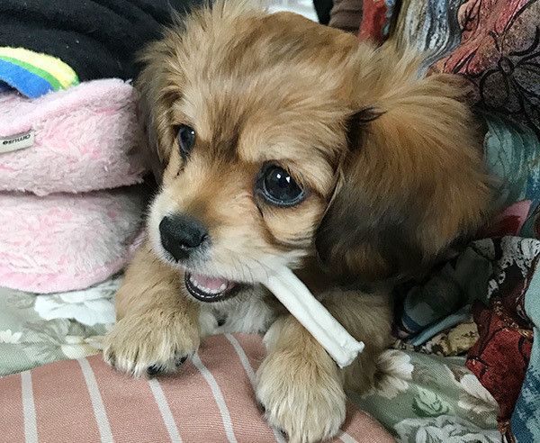 おやつを食べる犬