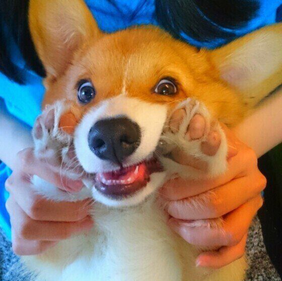 笑顔のウェルシュ・コーギー・ペンブローク