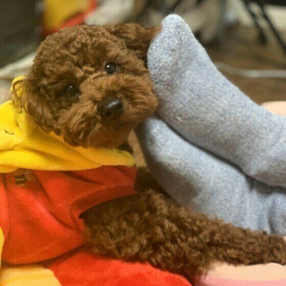 トイ・プードルのめろちちゃん