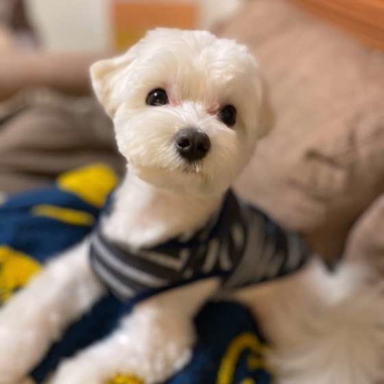 マルチーズ