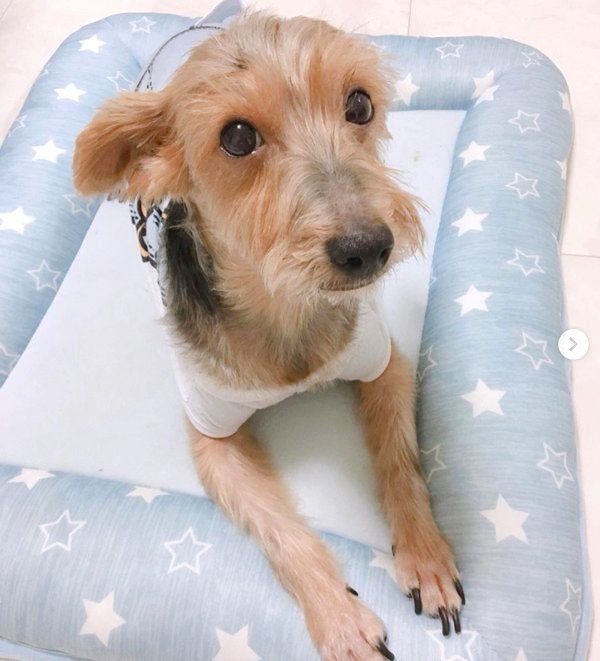 元保護犬・サブレくん
