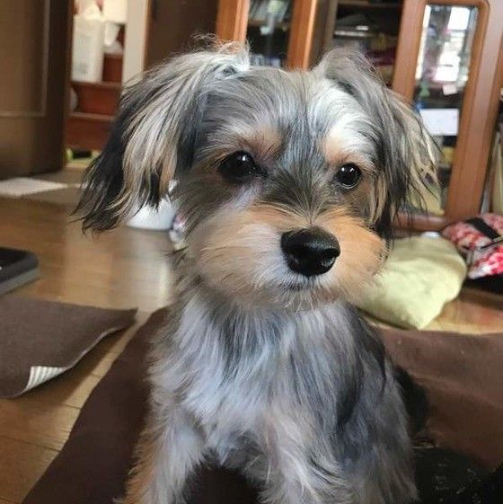 見つめる犬