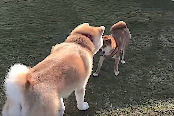 秋田犬に戦いを挑む柴犬