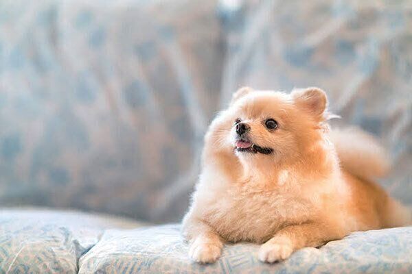 見つめる犬