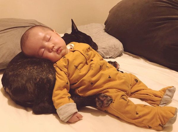 弟の面倒を見る犬