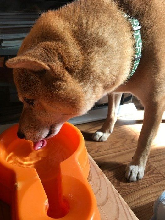シニア犬の水分補給はとっても大事!