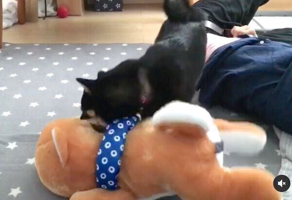 柴犬のぬいぐるみで遊ぶあずきちゃん