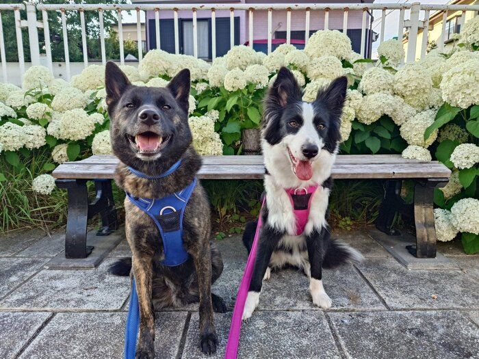一緒に散歩をする甲斐犬(写真左)と妹犬・ボーダーコリー(写真右)
