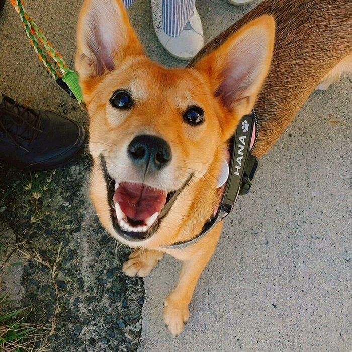 「とびきりの笑顔」を見せる犬