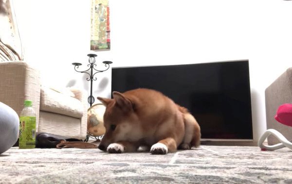 こんにちはの練習をする柴犬
