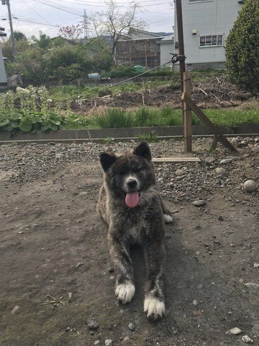 秋田