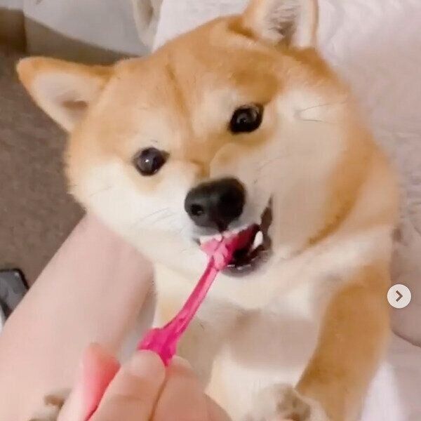 歯磨きが苦手なにこちゃん