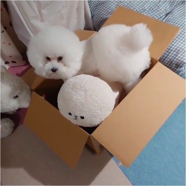 ダンボール大好きワンコ