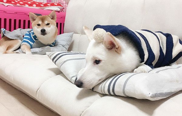 くつろぐ柴犬