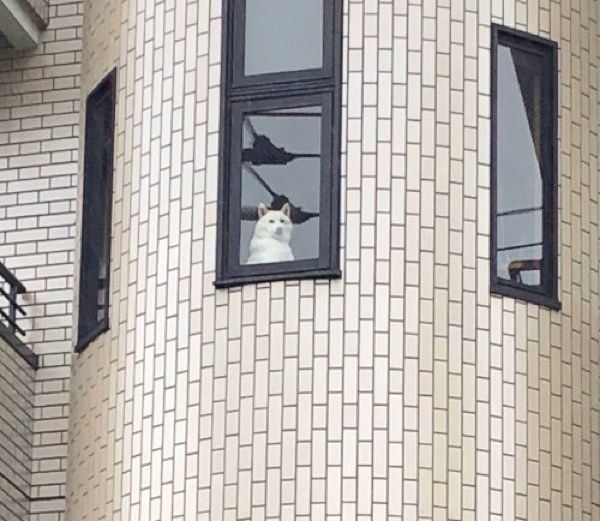 飼い主さんを出迎えるチョビちゃん