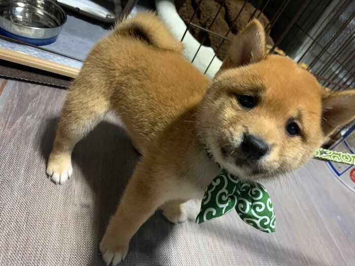 散歩の練習中に“困り顔”を見せていた柴の子犬→4才になっても変わらない愛らしい“困り顔”にキュン！