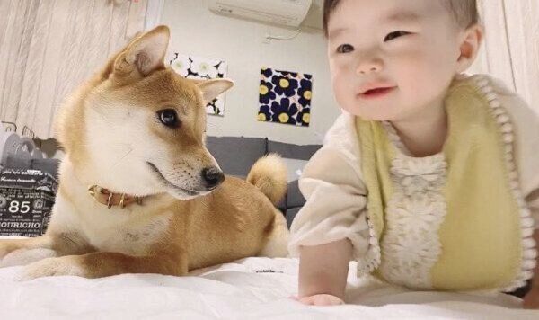 妹ちゃんを見守るりんご郎くん