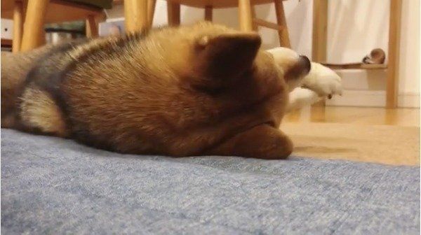 柴犬