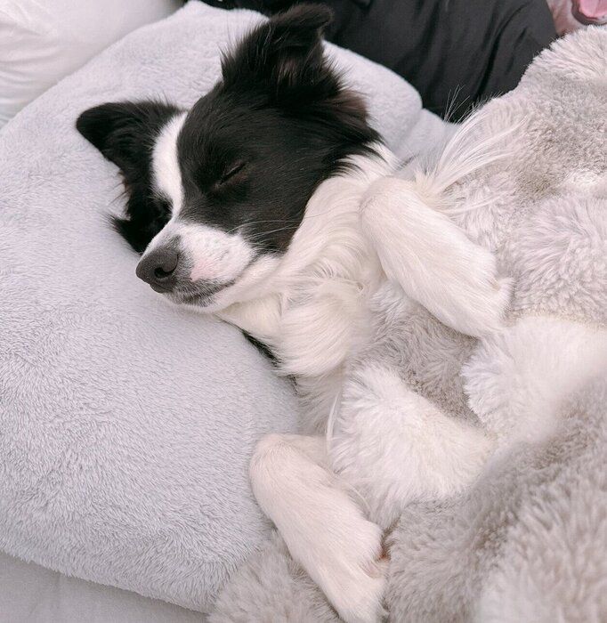 布団をかけて眠るレティちゃん