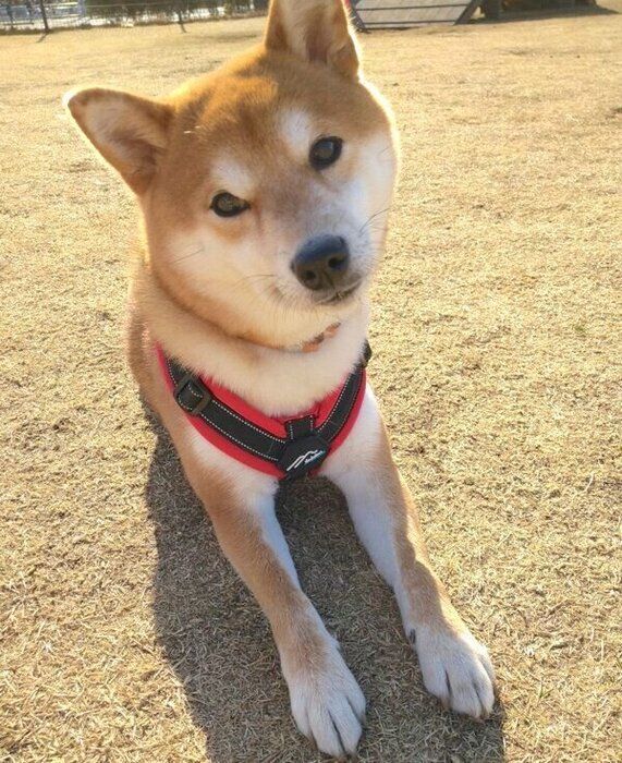 ドッグランでまったりするわさびちゃん