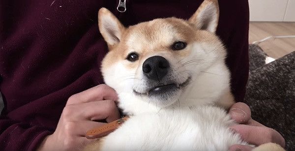 くつろぐ柴犬