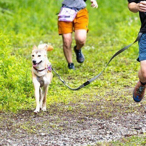 犬のトレイルランニングの大会に出場したときの1枚