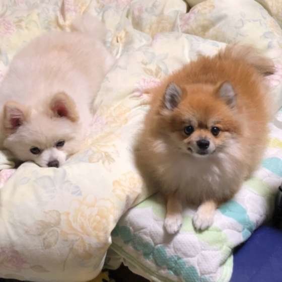 まだ眠くないポメラニアン