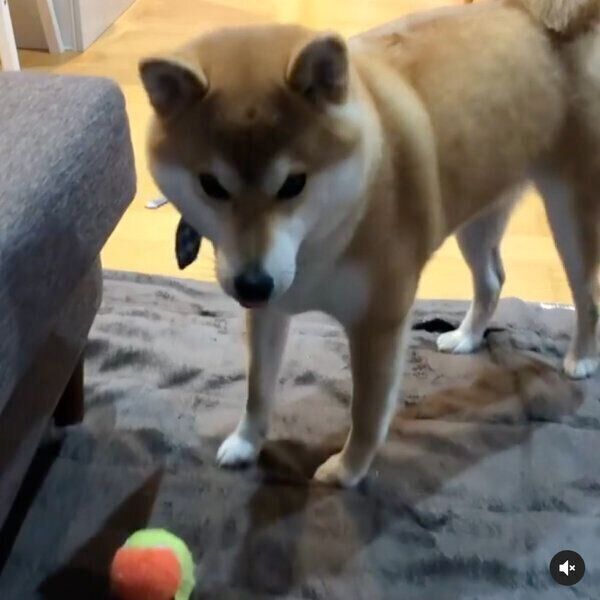 遊んでアピールをするラテくん