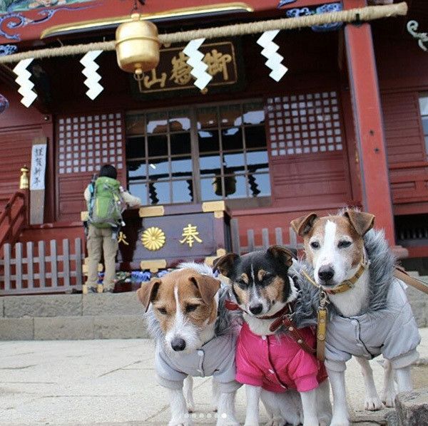 武蔵御嶽神社に来たジャックラッセルテリア