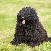 トイ プードルの性格 飼い方のコツ 飼い主の悩みq A いぬのきもち 犬図鑑 いぬのきもちweb Magazine トイ プードルの性格 飼い方のコツ 飼い主の悩みq A いぬのきもち 犬図鑑 いぬのきもちweb Magazine