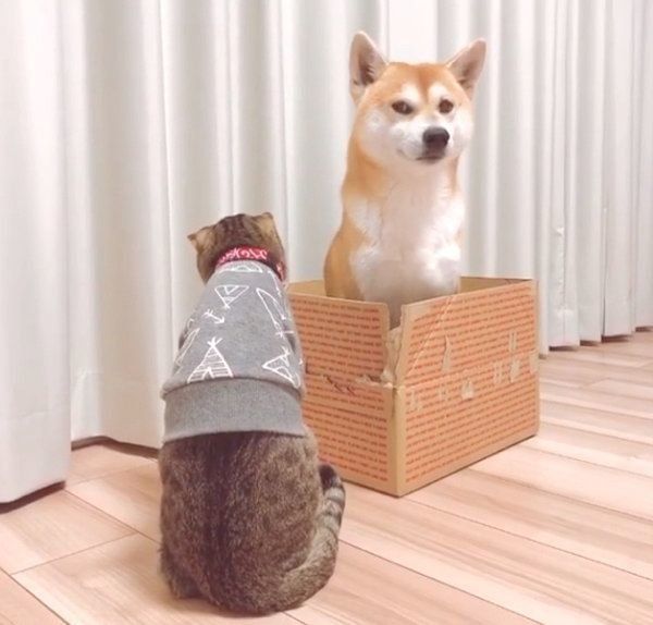 ダンボールの中に入るHaluくんと、見つめるMugiくん