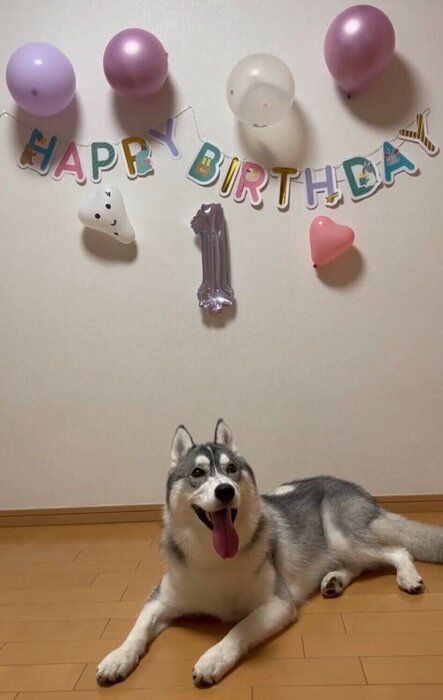 1才のお誕生日を迎えたゆきちゃん