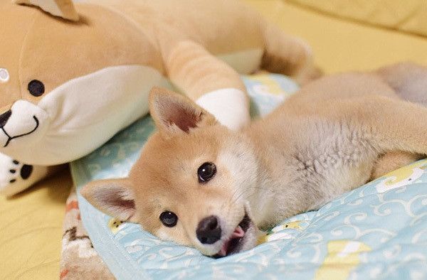 見つめる柴犬