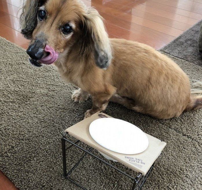 満足げな愛犬