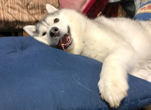 幸せそうな表情を見せるシルビアちゃん