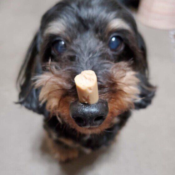 おやつを鼻に乗せる犬