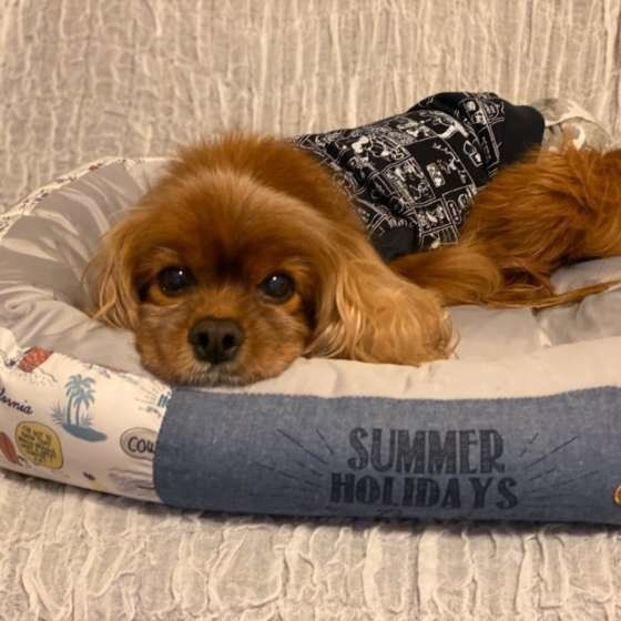獣医師監修:犬の便秘に注意!ウンチのトラブルは下痢だけじゃない