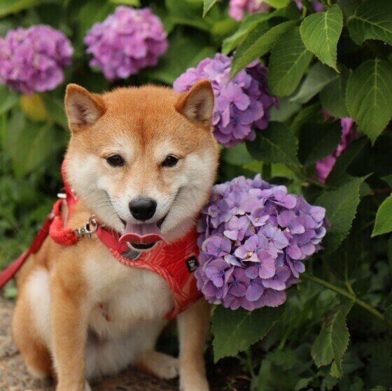 柴