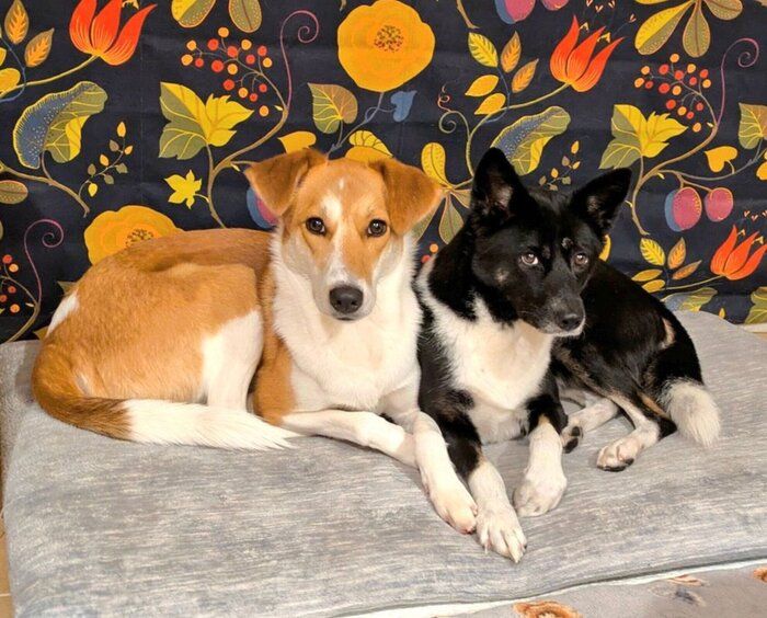 仲良しな麦太郎くんとあんずちゃん