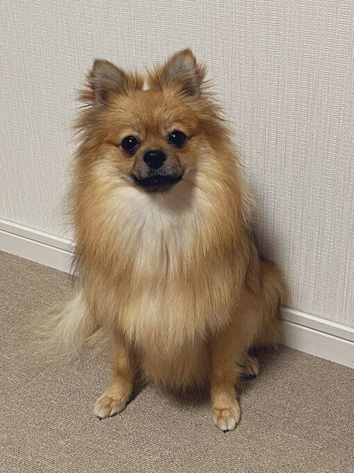 1才8カ月のポメラニアン